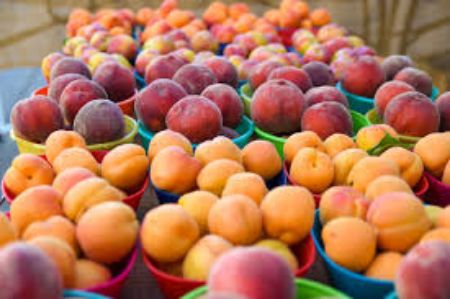 Picture for category Stone Fruits